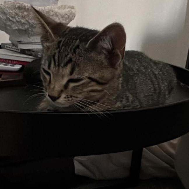 Photo of Pepe Le Pew