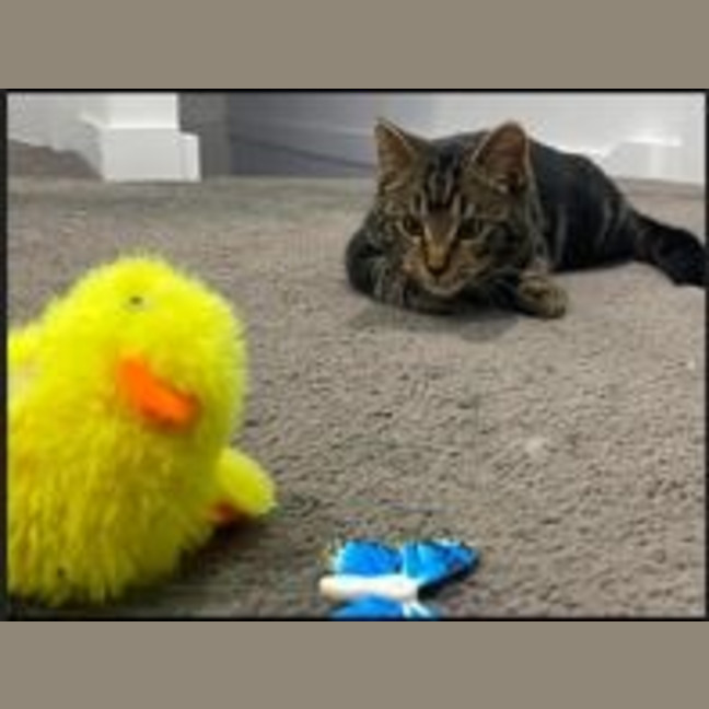 Photo of Moshi