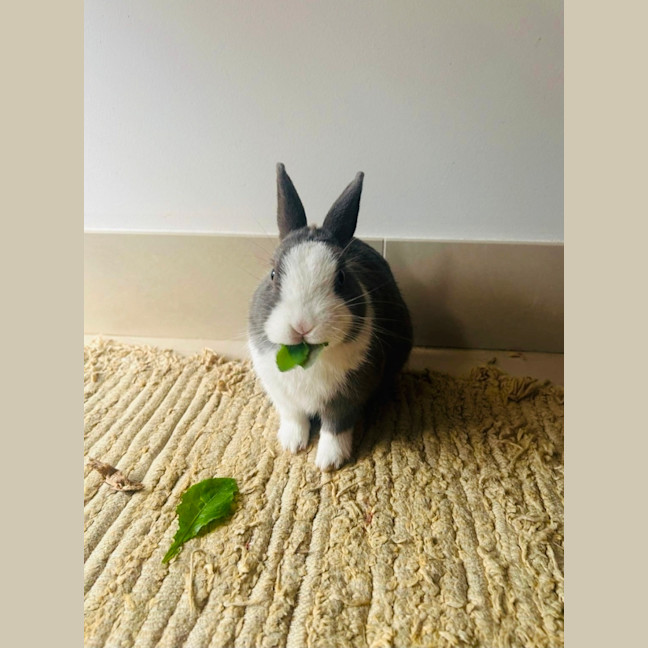 Photo of Arlo