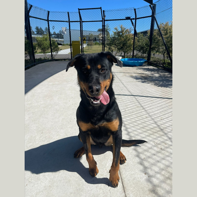 Photo of Scooter Imp 1371