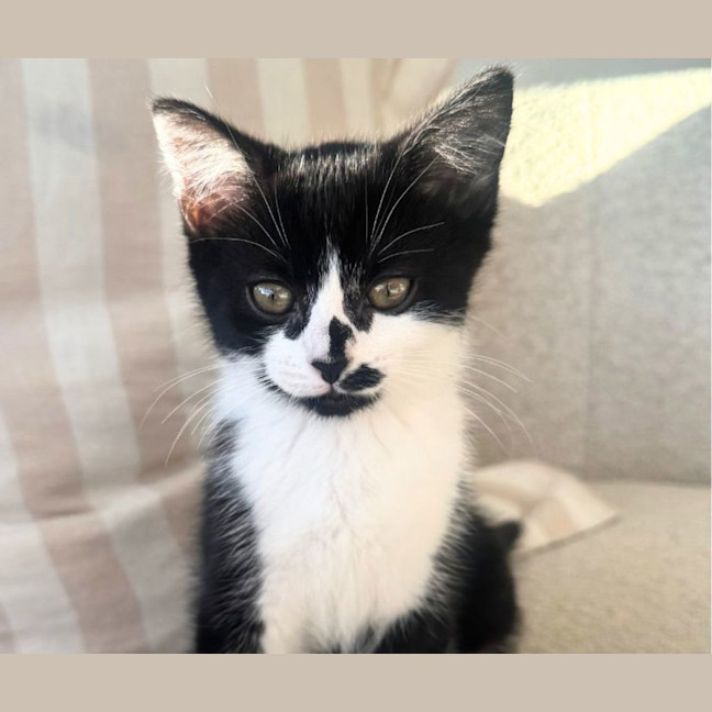 Photo of Shadow