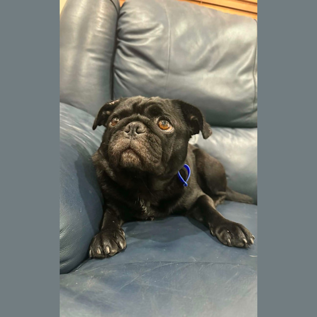 Photo of Peggy   5 Year Old French Bulldog X Pug