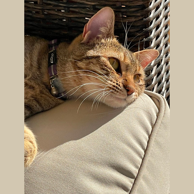 Photo of C1459 Celeste