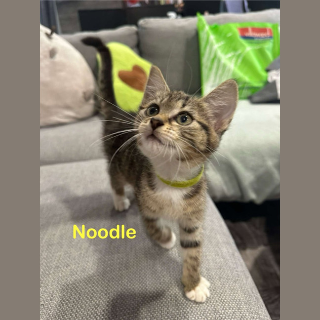 Photo of Noodles