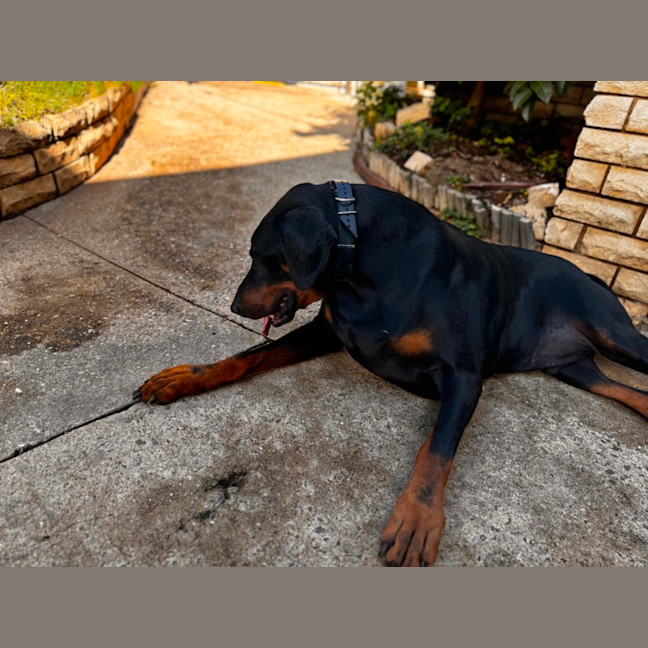 Photo of Mr B Von Dobermann