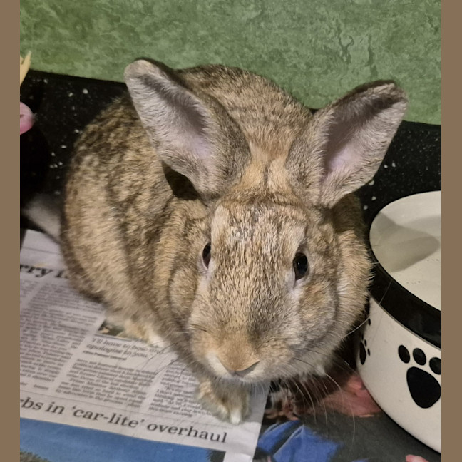 Photo of Choc Chip (Bonded With Fudge)