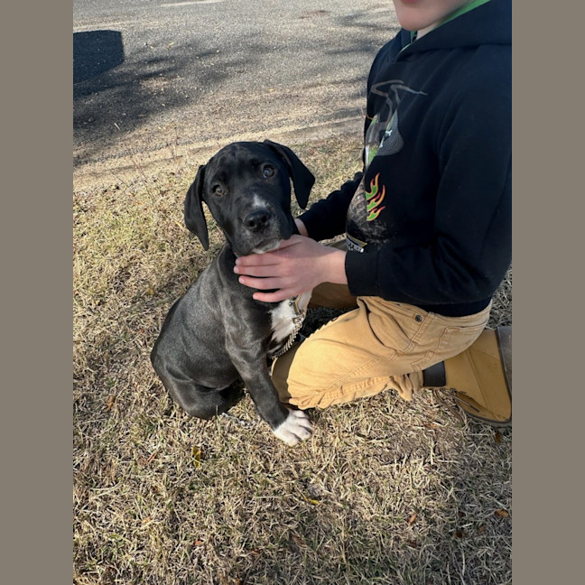 Photo of Peppa   4 Year Old Great Dane X Mastiff