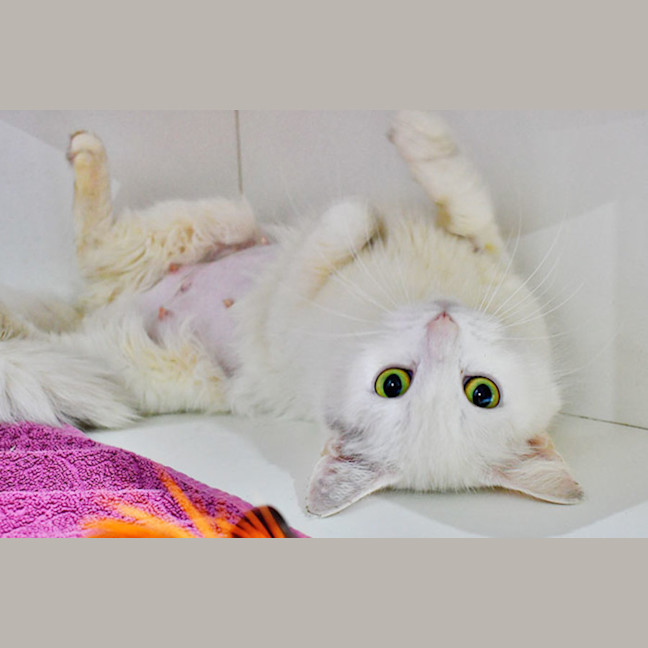 Photo of Madame Macadamia