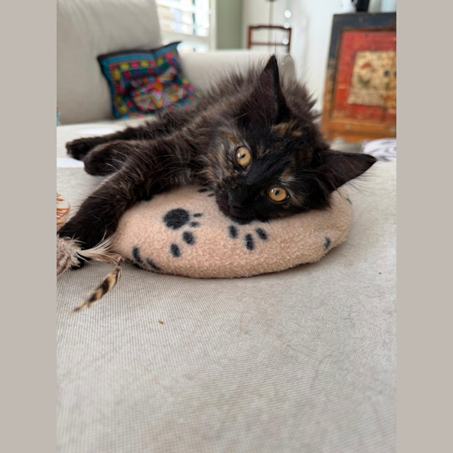 Photo of Tilly