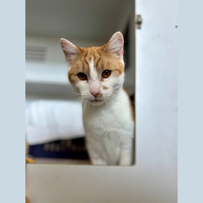 Photo of Weasly  Meet Me At Petstock Kingsford!