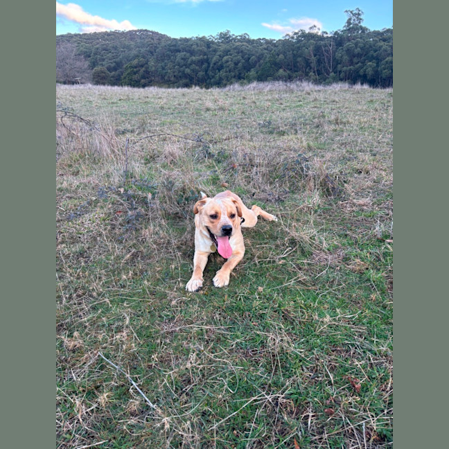 Photo of Tracer
