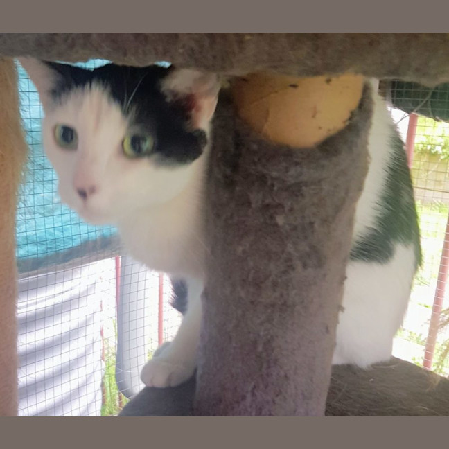 Photo of May   Now At Pet Quarters Broadmeadow