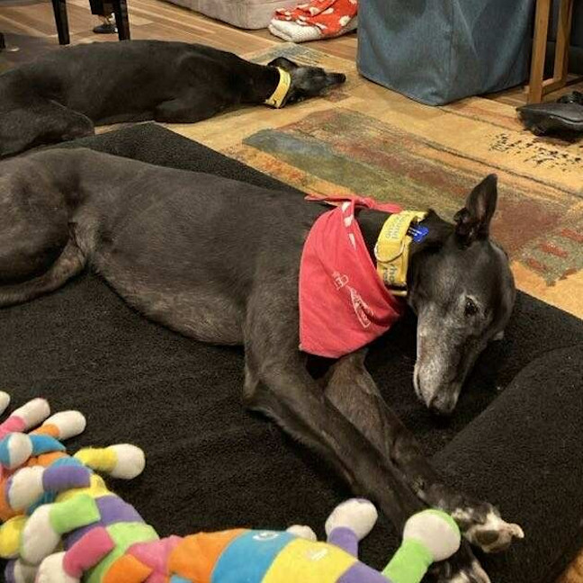 Photo of Goldie The Greyhound
