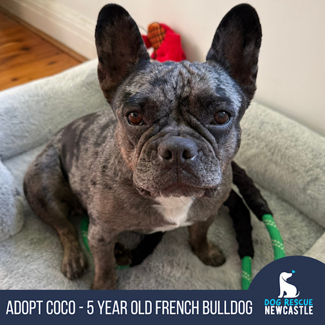 Photo of Coco   5 Year Old French Bulldog