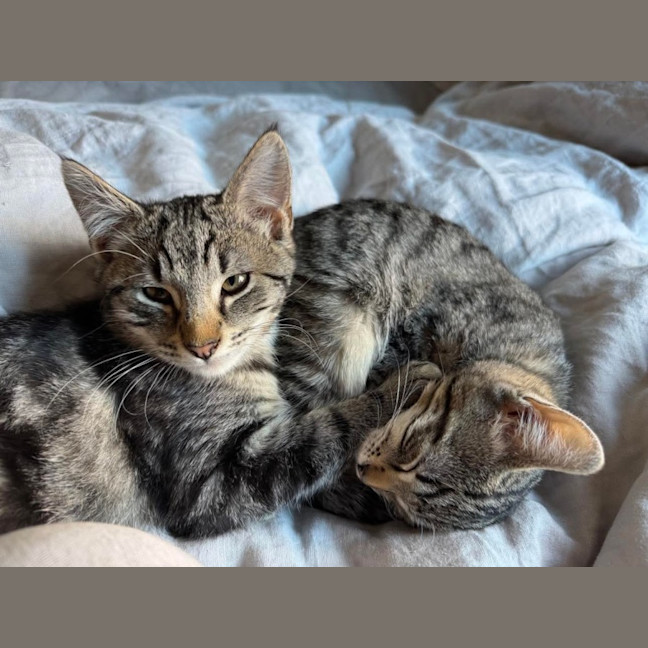 Photo of Maeve Meet Me@Petstock Keysborough 