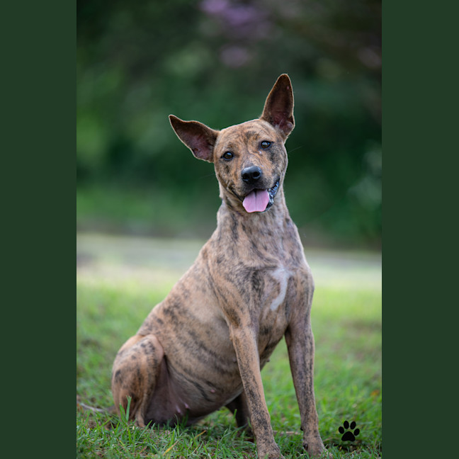 Photo of Bambi