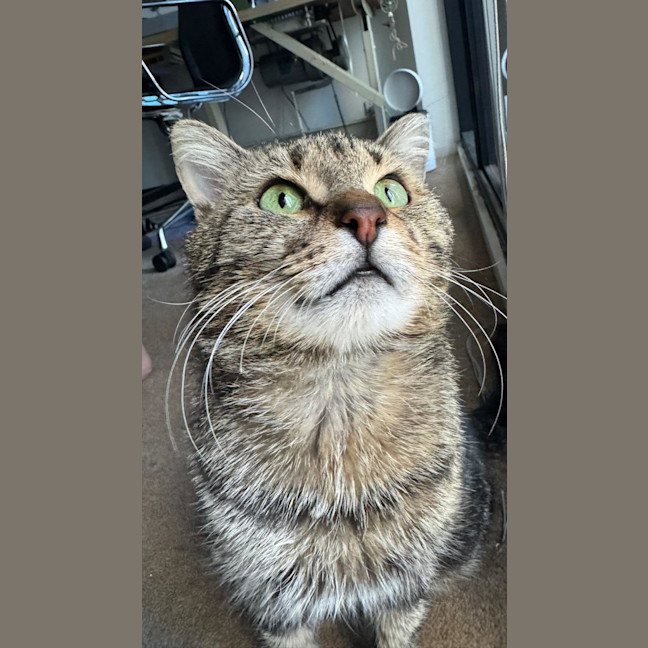 Photo of Apolo
