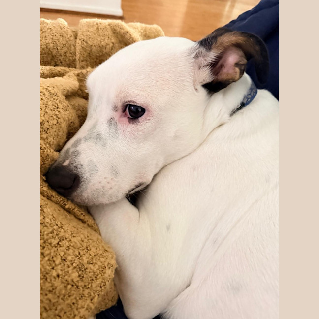 Photo of D1224 Lucky