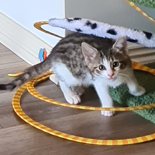 Photo of Sookie Lala