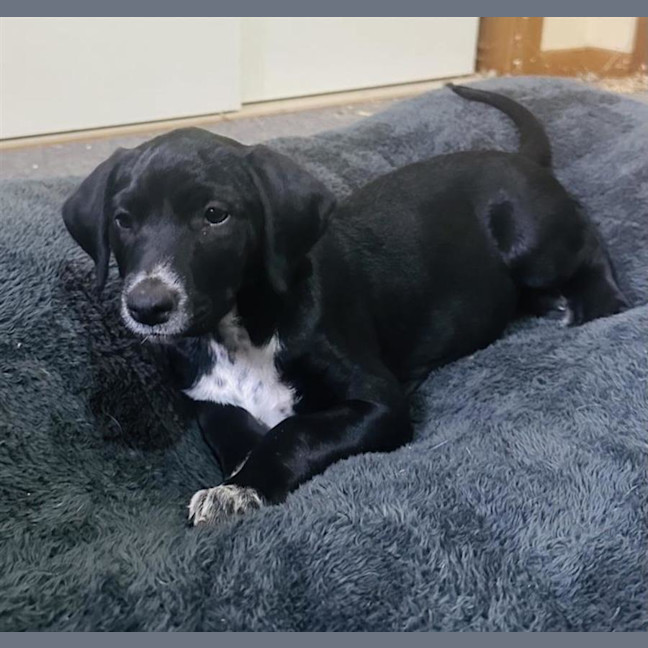 Photo of Lucky