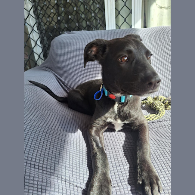 Photo of Buddy   7 Month Old Kelpie X