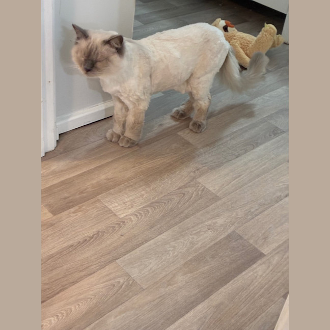 Photo of Chilli