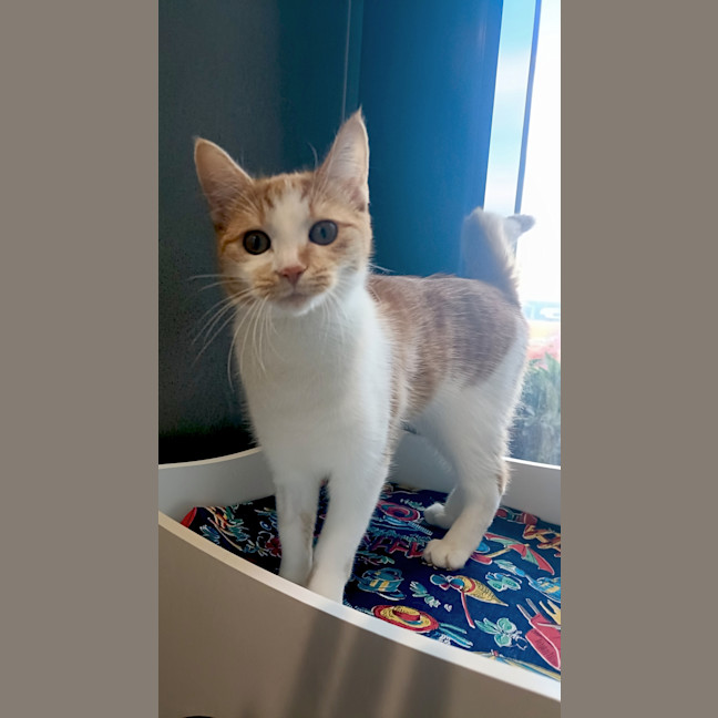 Photo of Buttercup