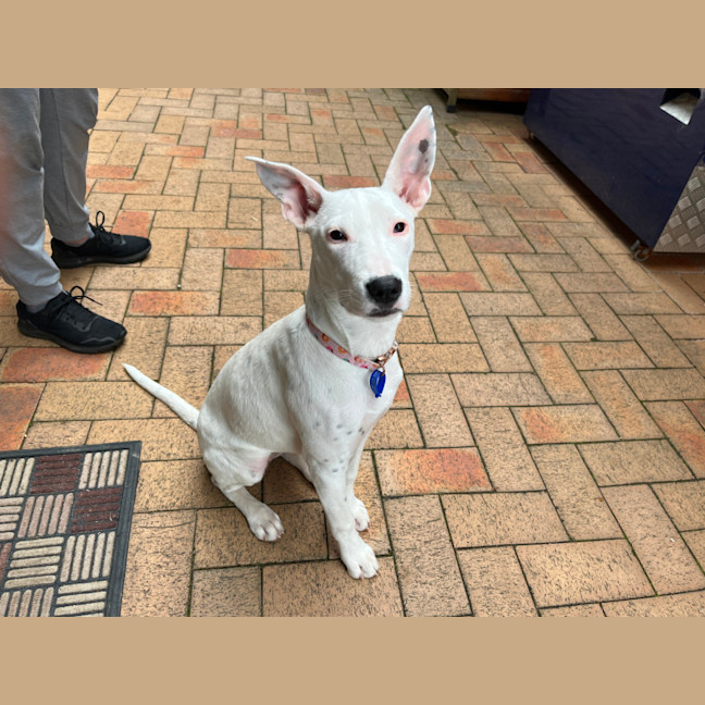Photo of Dolly🌺8 Month, Cattle Dog X (On Trial 4/11/25)