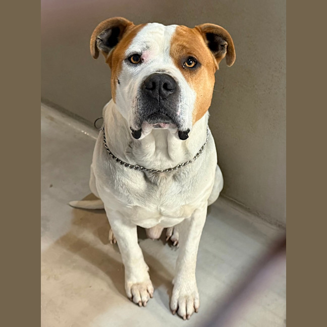 Photo of Odie