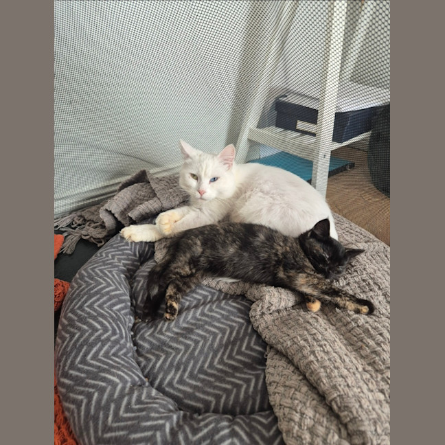 Photo of Bella & Fleur