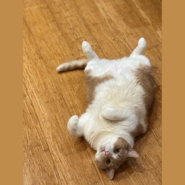 Photo of Sticky Dumpling
