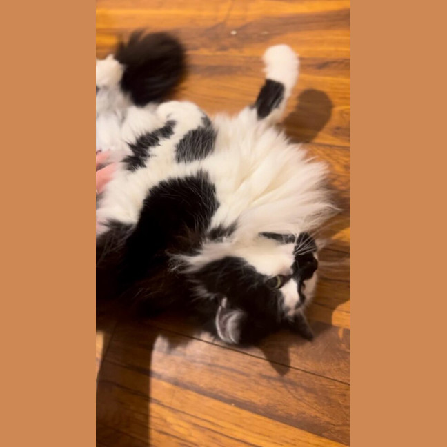 Photo of Misty