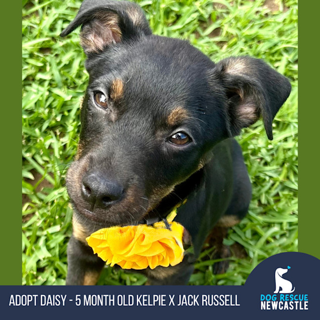 Photo of Daisy   5 Month Old Kelpie X Jack Russell
