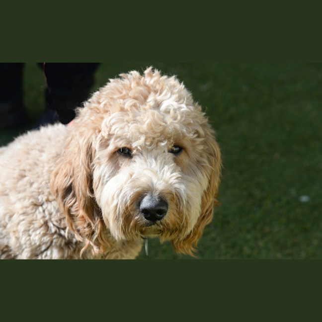 Photo of Biscuit 