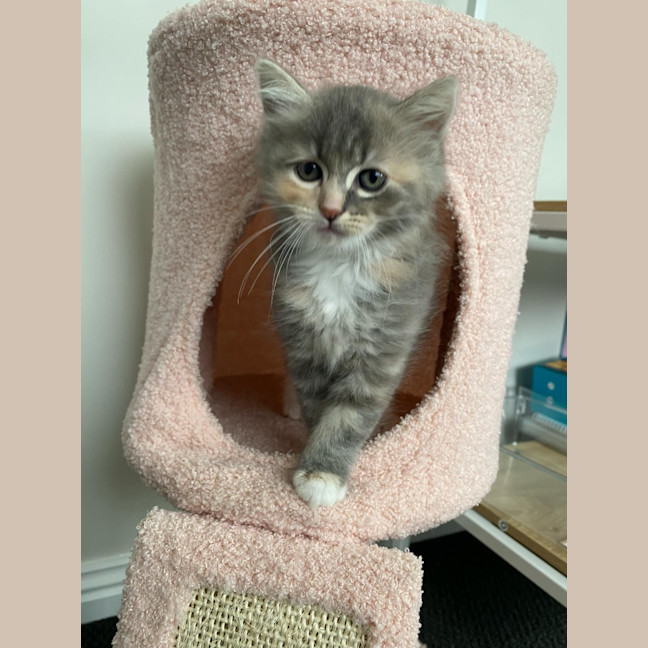 Photo of Milli