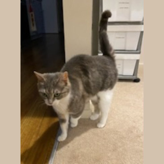 Photo of Rumi *9 Lives Project Rescue*