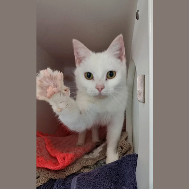 Photo of Piper