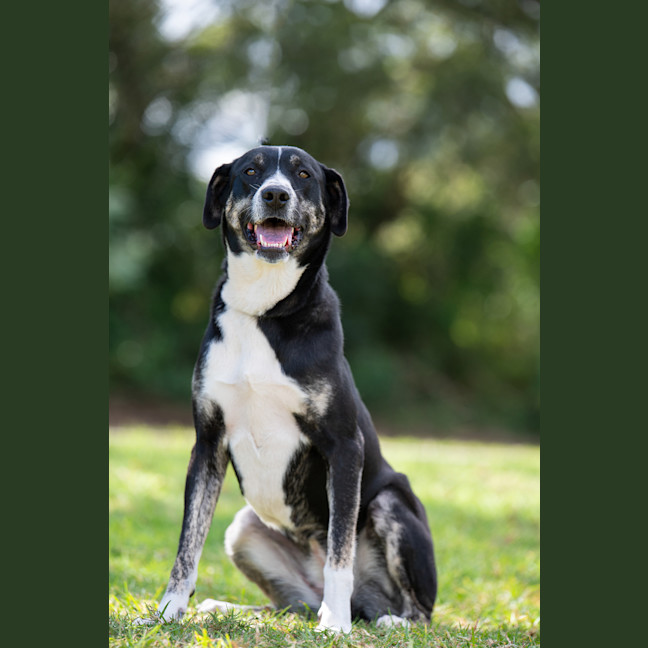 Photo of Daisy