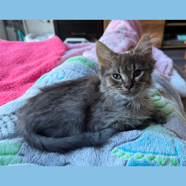 Photo of Maple **2nd Chance Cat Rescue**