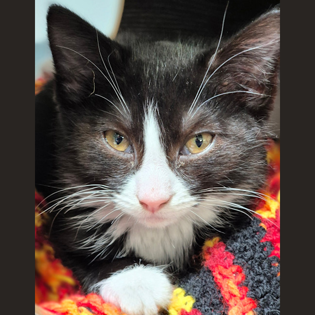 Photo of Fifi