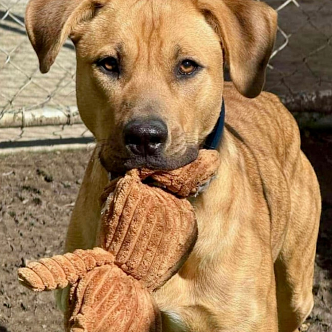 Photo of Bruno
