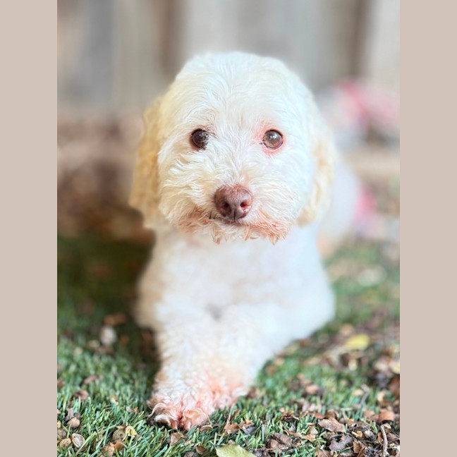 Photo of Westie