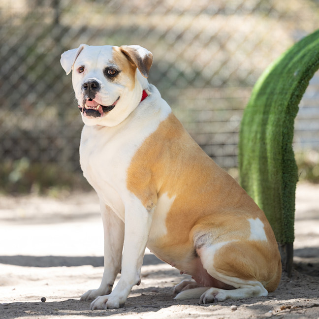 Photo of Peaches