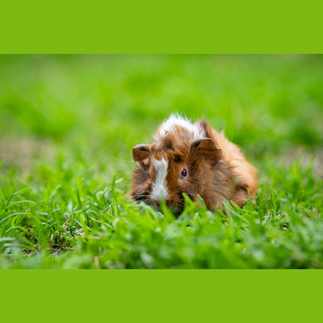 Photo of Indi