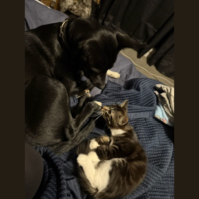Photo of George ** 2nd Chance Cat Rescue**