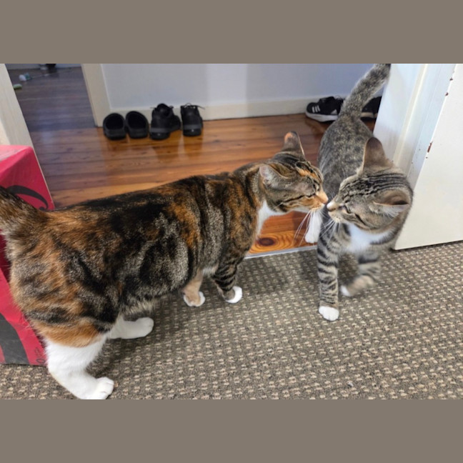 Photo of Syrup   6 Year Old Domestic Short Hair