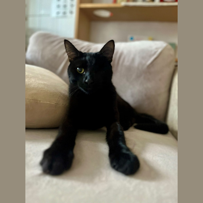 Photo of Patches