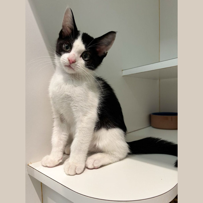 Photo of Lunar And Polar