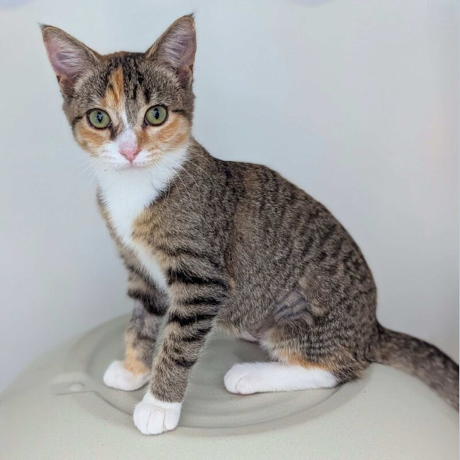 Photo of Pearl