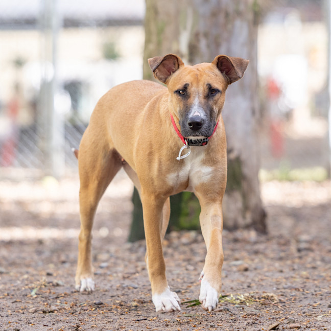 Photo of Scarlet